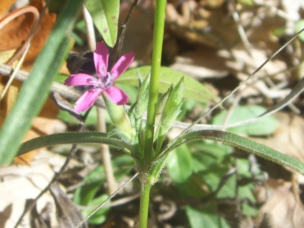 Cariofillacea ? - Dianthus armeria